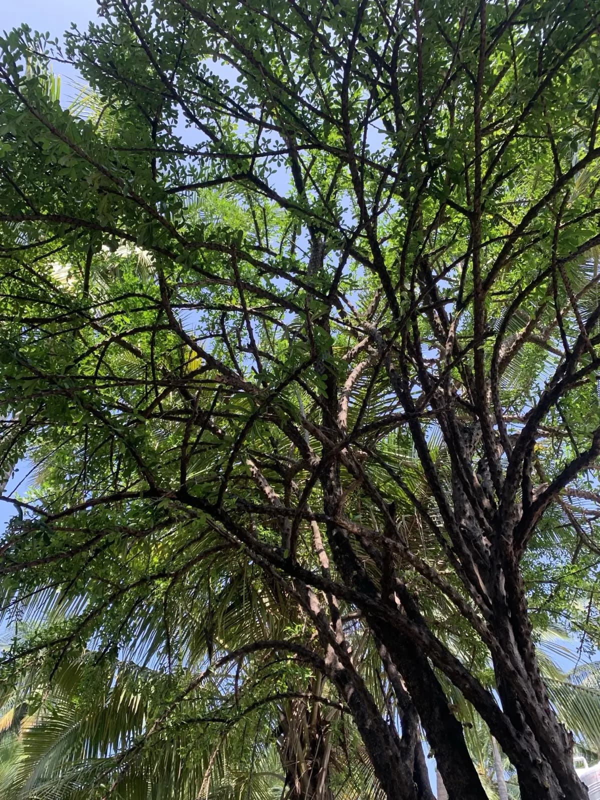 The miraculous tree