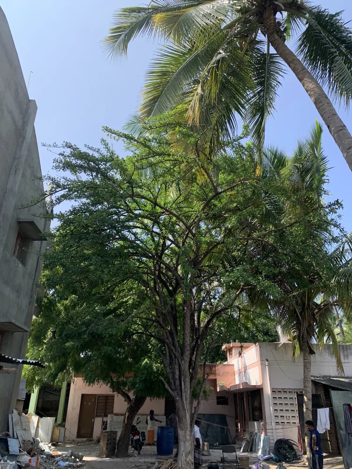 The miraculous tree among the palms