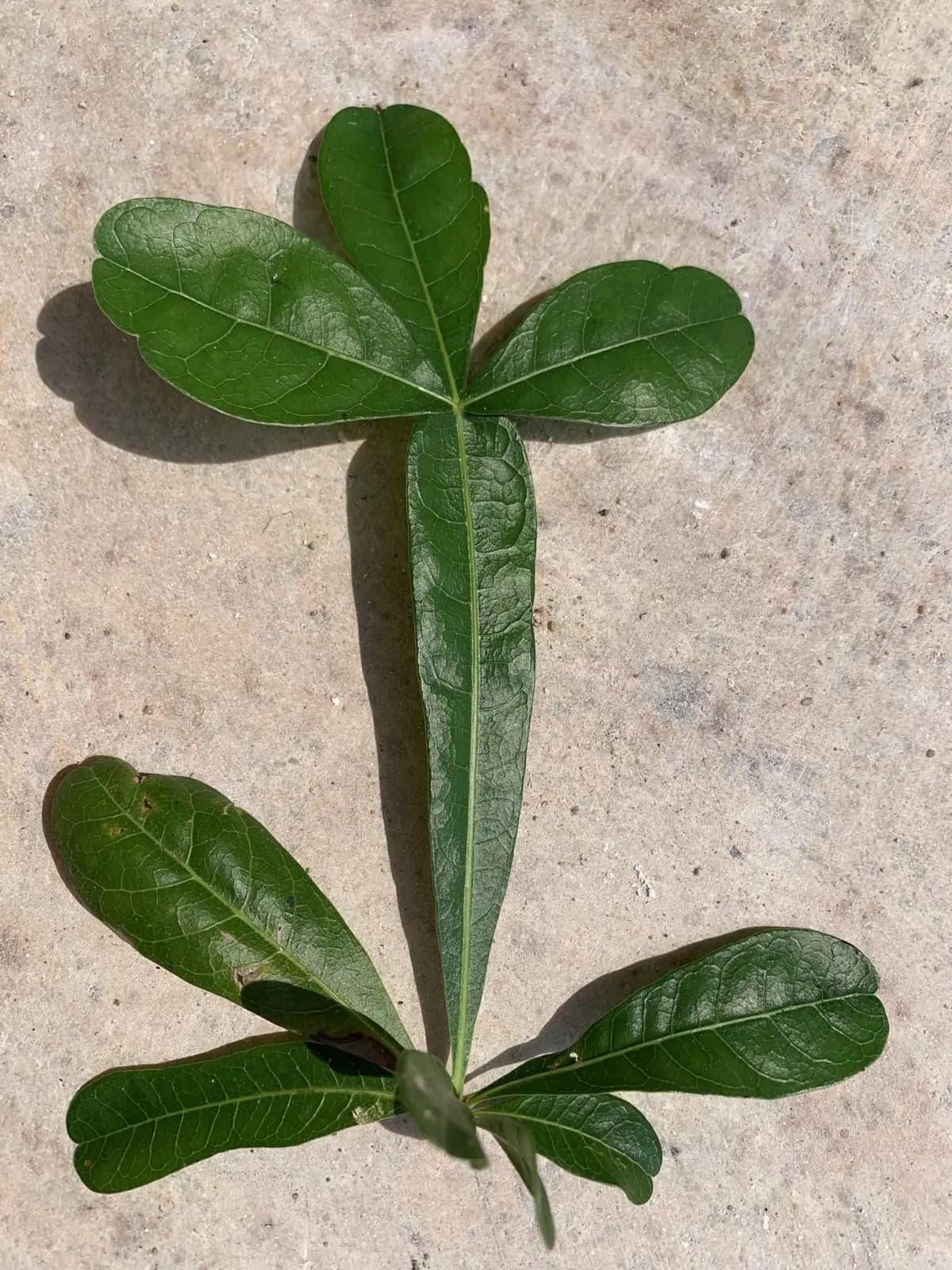 Leaves of the miraculous tree